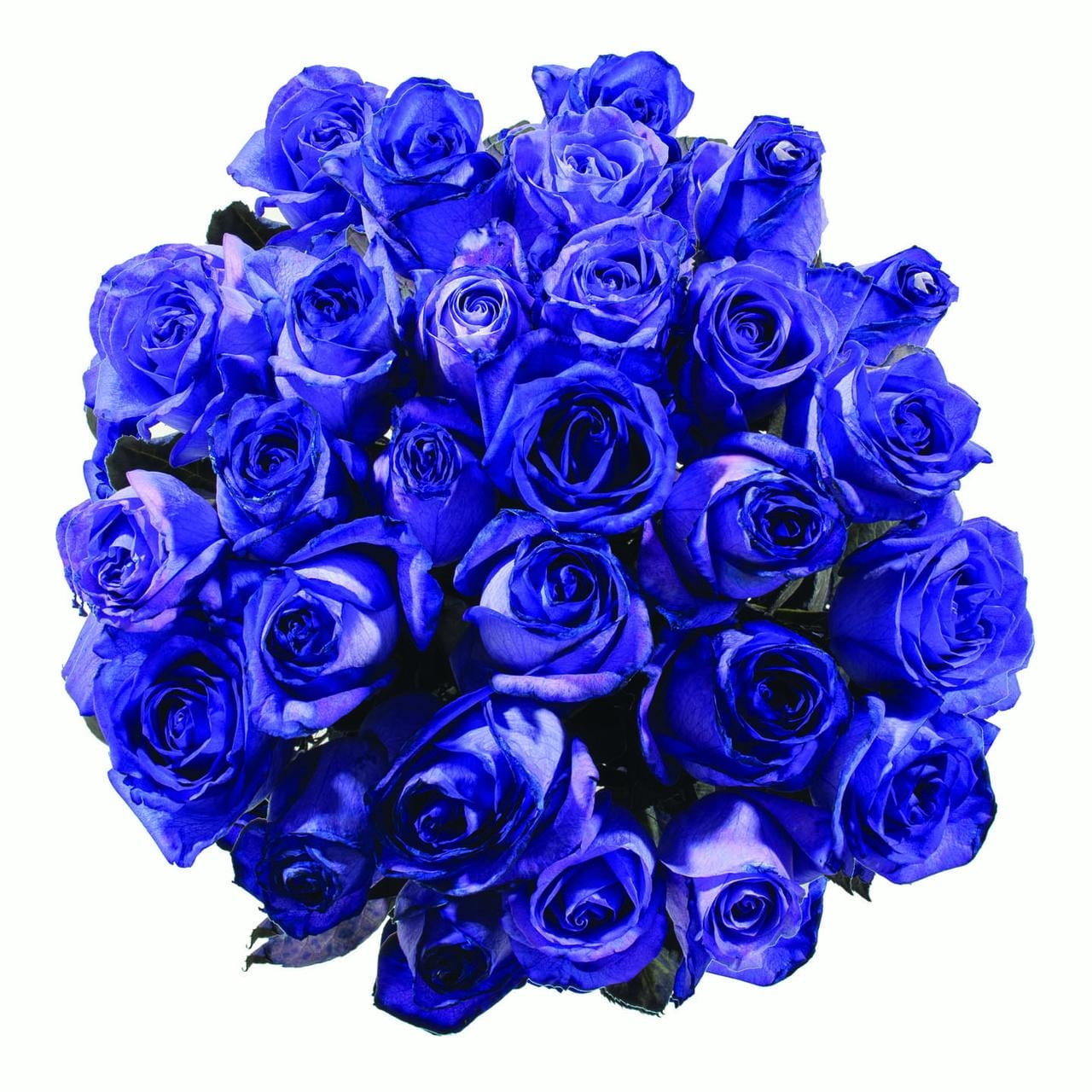 Tinted Purple Roses 100 Stems of 50 cm Farm Direct Fresh Cut Flowers by ...