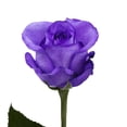 thumbnail image 1 of Tinted Purple Roses 50 Stems of Farm Direct Fresh Cut Flowers by Bloomingmore, 1 of 7