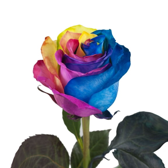 Tinted Rainbow Roses Red, Blue, Yellow, and Green 75 Stems of Farm Direct Fresh Cut Flowers by Bloomingmore
