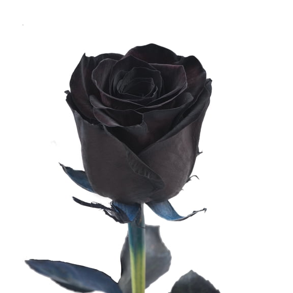 Bloomingmore Fresh Cut Flower 50 Stems Black Roses