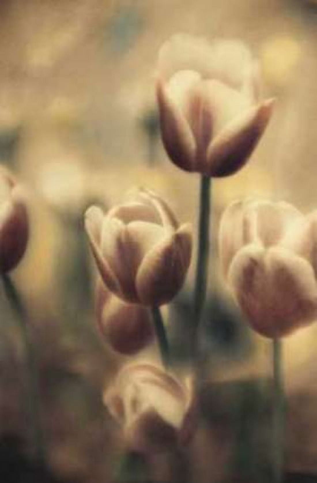 Tinted Tulips III Canvas Art - Thea Schrack (12 x 18)