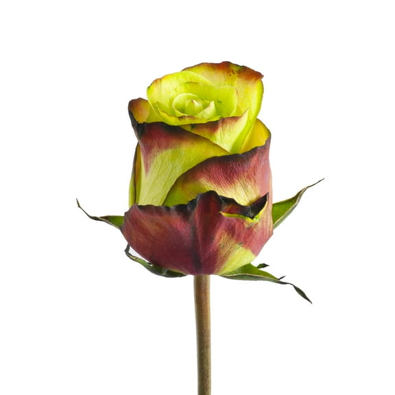 Tinted Yasuni Roses Green and Red 50 Stems of Farm Direct Fresh Cut Flowers by Bloomingmore