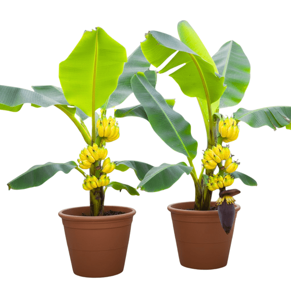Tiny Banana Tree Live Plants, Well Rooted Banana Tree, Banana Plants, Sweet Edible Fruit Tree, Ready to Grow, Live Banana Fruit