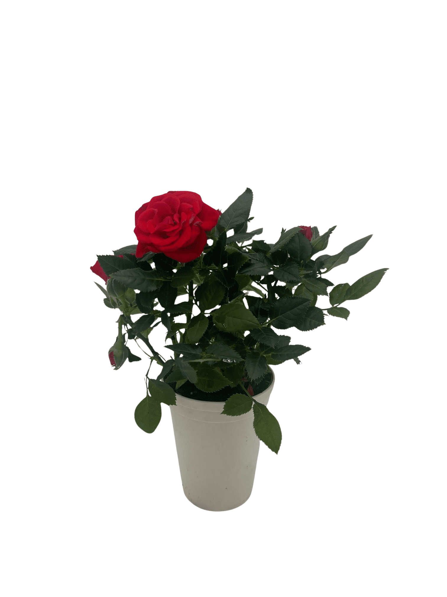 Deep Red Mini Roses Tiny Blooms Big Love Red Mini Rose -2.5