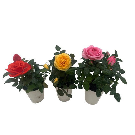 Tiny Blooms Big Love Surprise Mini Roses -2.5" Self Watering Pots - 3 pack