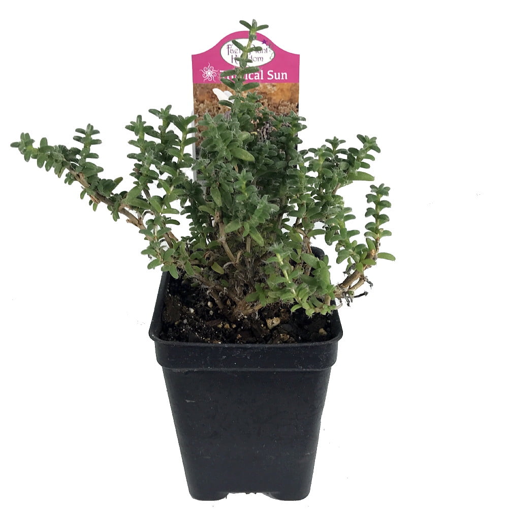 jade.plant Jade Plant | Easy Care Succulent