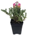 thumbnail image 1 of Tiny Bush Jade Plant - Crassula - 2.5" Pot, 1 of 1