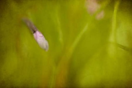 Tiny Canvas Art - Roberta Murray (24 x 36)