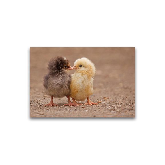 Tiny Chicks Cuddling Poster -Image by Shutterstock