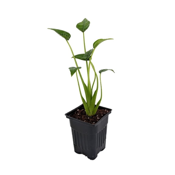 Tiny Dancers Alocasia Plant - Elephant Ear - 4" Pot