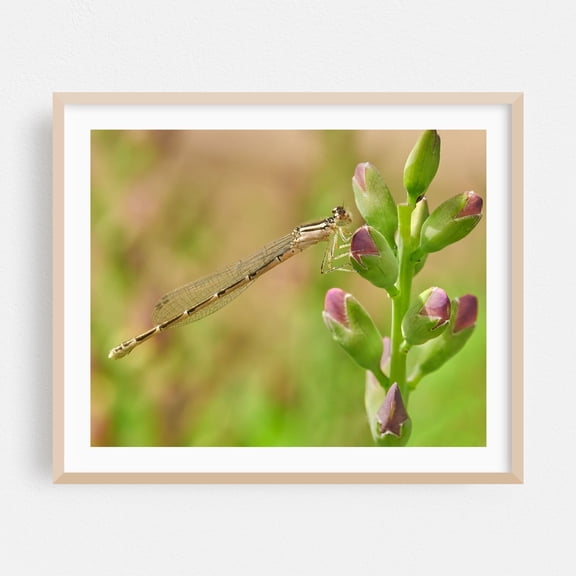 Tiny Dragonfly - Photography Dragonfly Insect Nature Wildlife Botanical Floral Garden Oak Framed Wall Art Print 9 x 12 inches