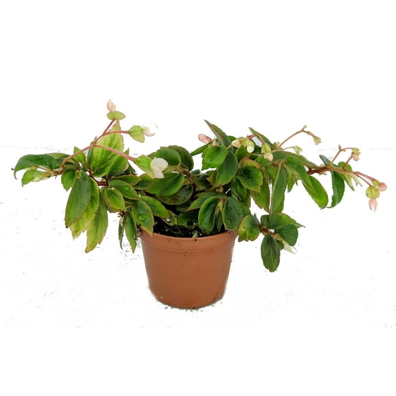 Tiny Gem Begonia Plant - 2.5" Pot - Terrarium/Fairy Garden/House Plant
