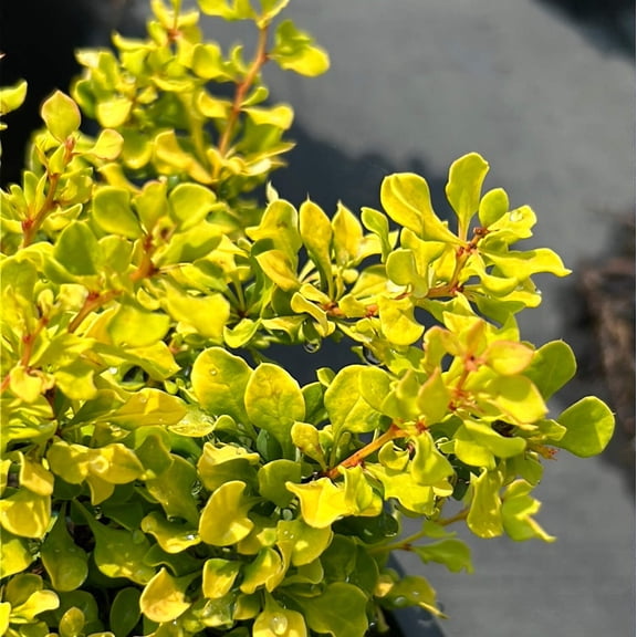 Tiny Gold Barberry - Berberis thunbergii 'Tiny Gold'