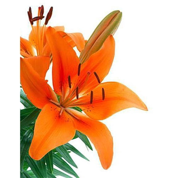 Tiny Invader Dwarf Asiatic Lily  - Quart Pot - Perennial