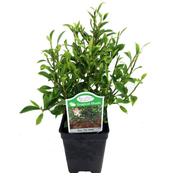 Tiny Limey Weeping Fig - Ficus - 2.5" Pot - House Plant or Bonsai