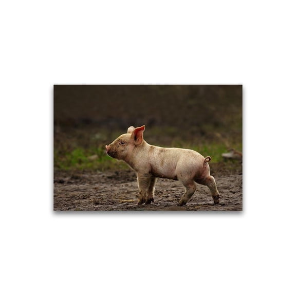Tiny Piglelt On Mud Poster -Image by Shutterstock