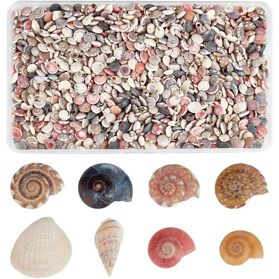 Tiny Sea Shells 190g Colorful Spiral Ocean Beach Seashells No Hole Small Turbo Shell Craft Shell Charms Mini Shells for Resin Crafts Party Wedding Home Decor Vase Filler Fish for diy