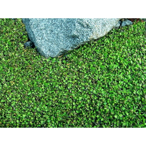 Tiny Tim Fairy Fern - Leptinella - 2.5" Pot - Terrarium/Fairy Garden/Houseplant