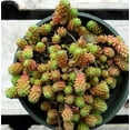 thumbnail image 1 of Tiny Urchin Sedum - Stonecrop - Fairy Garden - Quart Pot, 1 of 2