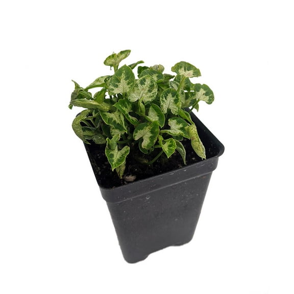 Tiny White Arrowhead Plant - Syngonium - Nepthytis - 2.5" Pot - Fairy Garden