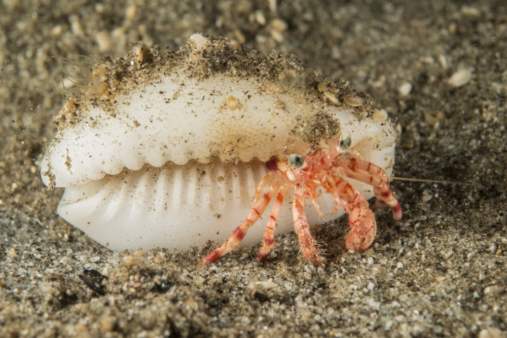 Tiny red hermit crab with white conch shell Canvas Art - Mathieu MeurStocktrek Images (17 x 12)