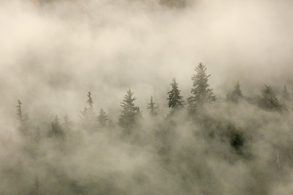 Tips Of Coniferous Trees In Mist Vancouver Island British Columbia Canvas Art - Robert Postma Design Pics (17 x 11)