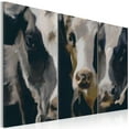 thumbnail image 1 of Tiptophomedecor Stretched Canvas Animal Art - Piebald Cow - Stretched & Framed Ready To Hang Art, 1 of 3