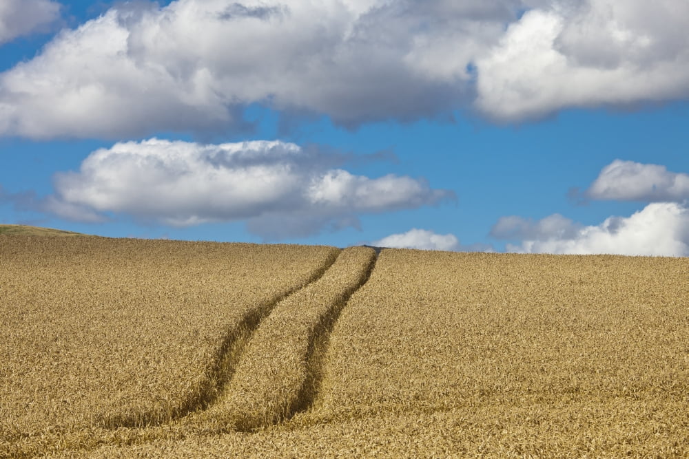 Tire Tracks In A Wheat Field Scottish Borders Scotland Canvas Art - John Short Design Pics (38 x 24)
