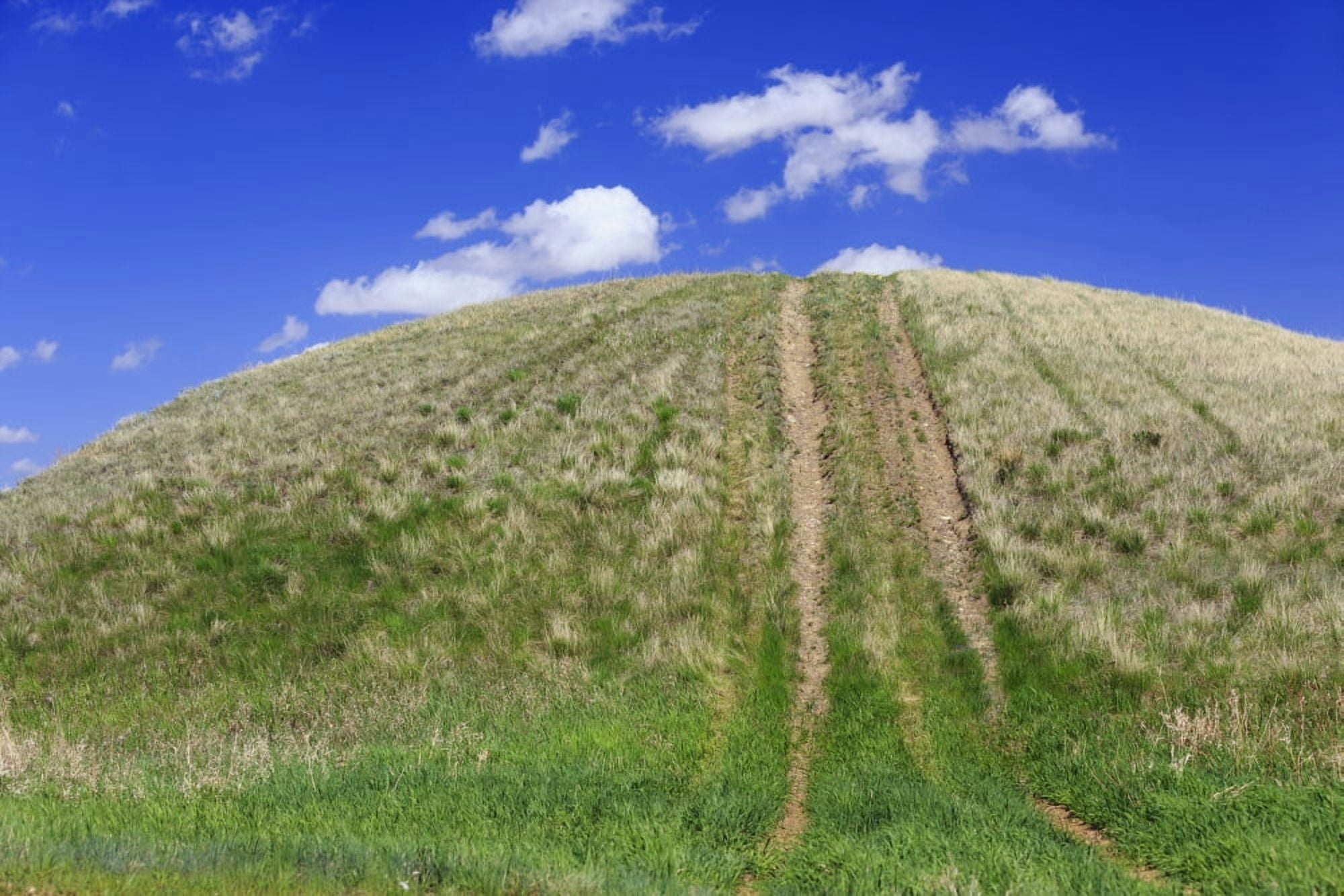 Tire tracks on a grassy hill Cypress Hills Saskatchewan Canada Canvas Art - Ken Gillespie Design Pics (19 x 12)