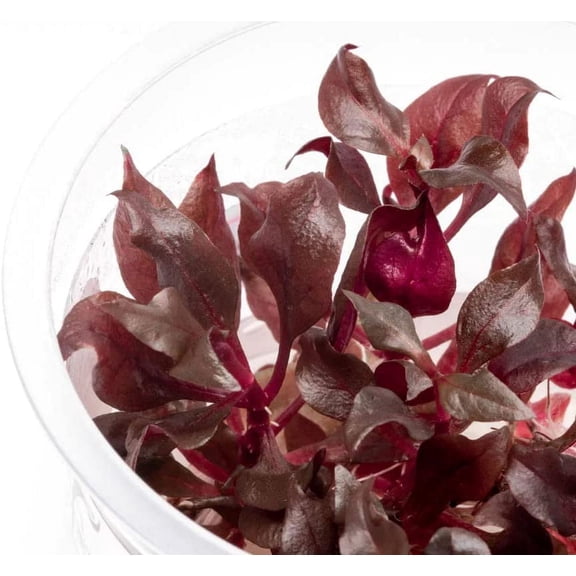 Tissue Culture Live Aquarium Plants | in Vitro Freshwater Aquatic Plants for Small Aquariums and Foreground (Alternanthera Reineckii)