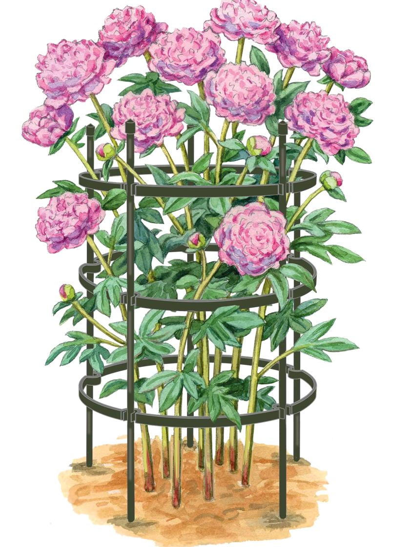 Titan Large Black Metal Peony Plant Support Stakes Set of 2