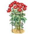 thumbnail image 1 of Titan Peony Supports Medium Set of 2, 1 of 2