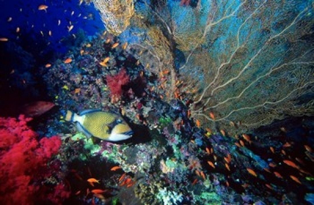 Titan triggerfish Scalefin Anthias Coral Red Sea Egypt Canvas Art - Ali Kabas DanitaDelimont (18 x 12)