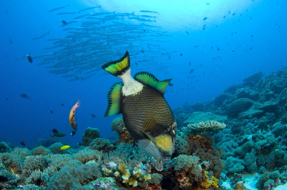 Titan triggerfish picking at coral Solomon Islands Canvas Art - Steve JonesStocktrek Images (18 x 12)