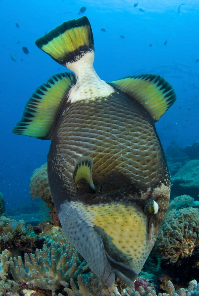 Titan triggerfish picking at coral Solomon Islands Canvas Art - Steve JonesStocktrek Images (24 x 35)