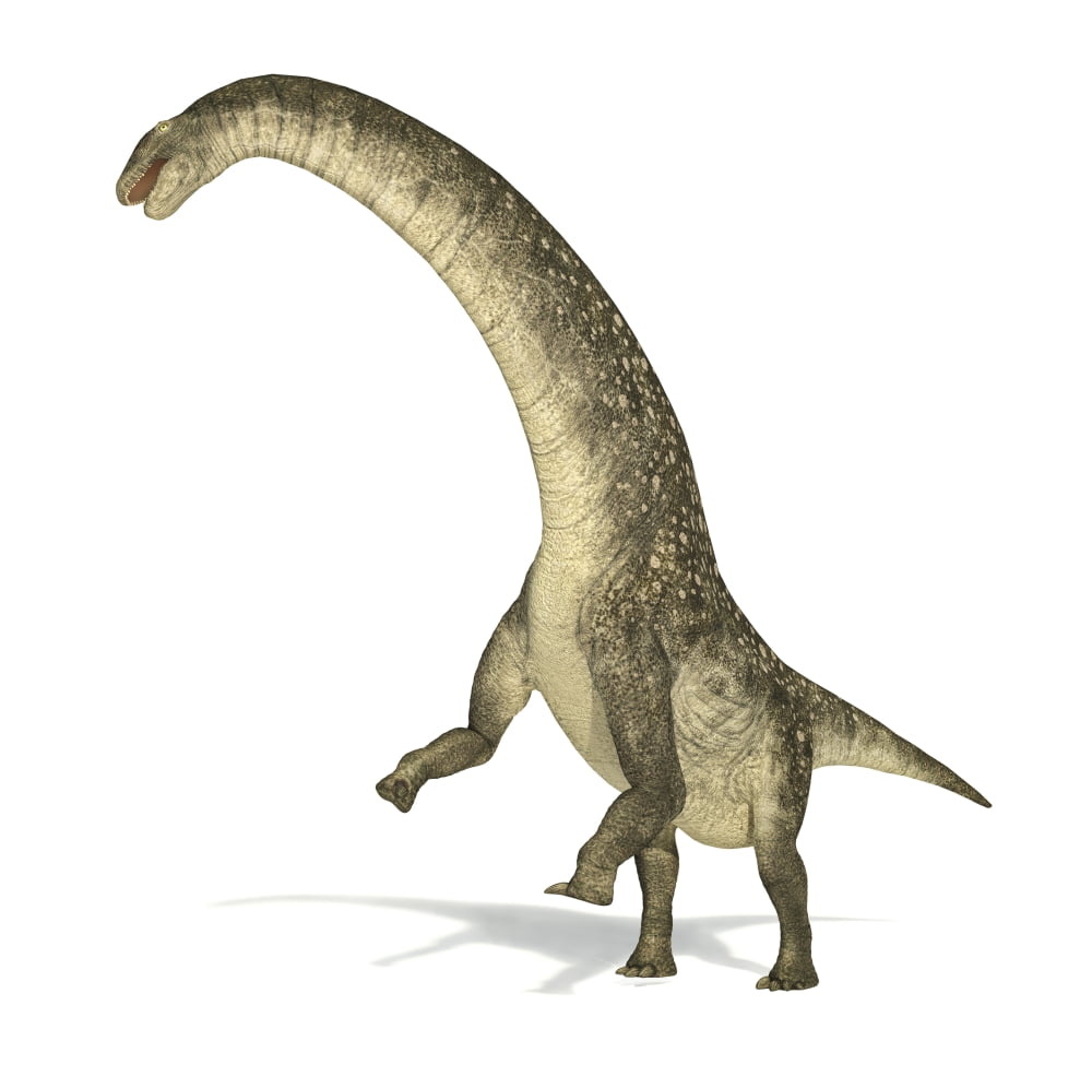 Titanosaurus dinosaur on white background Canvas Art - Leonello CalvettiStocktrek Images (29 x 29)