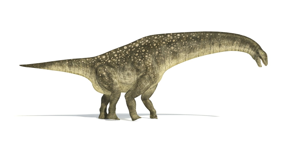 Titanosaurus dinosaur on white background Canvas Art - Leonello CalvettiStocktrek Images (40 x 20)