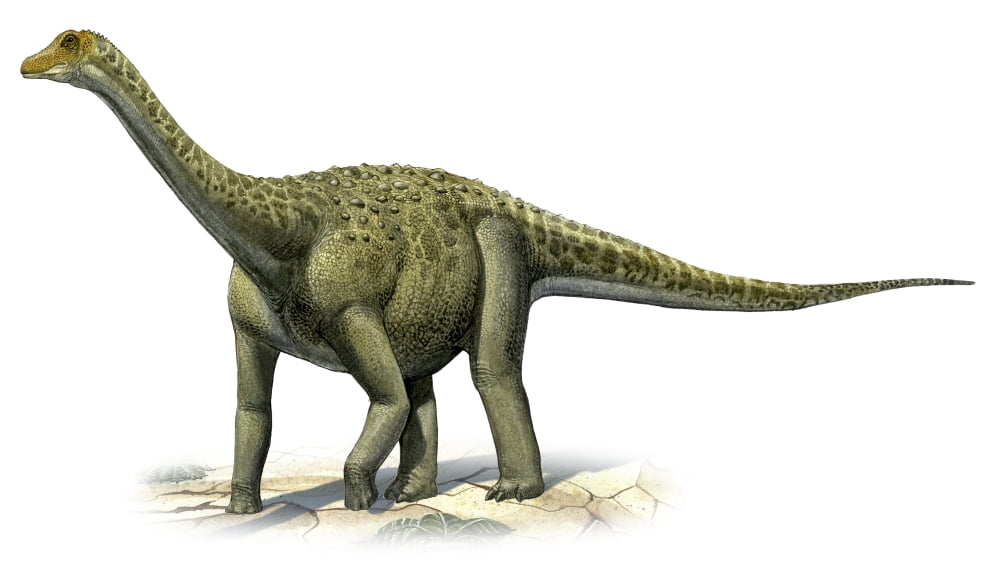 Titanosaurus indicus a prehistoric era dinosaur Canvas Art - Sergey KrasovskiyStocktrek Images (19 x 11)