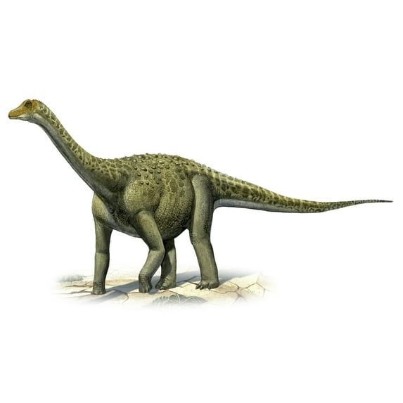 Titanosaurus indicus a prehistoric era dinosaur Poster Print