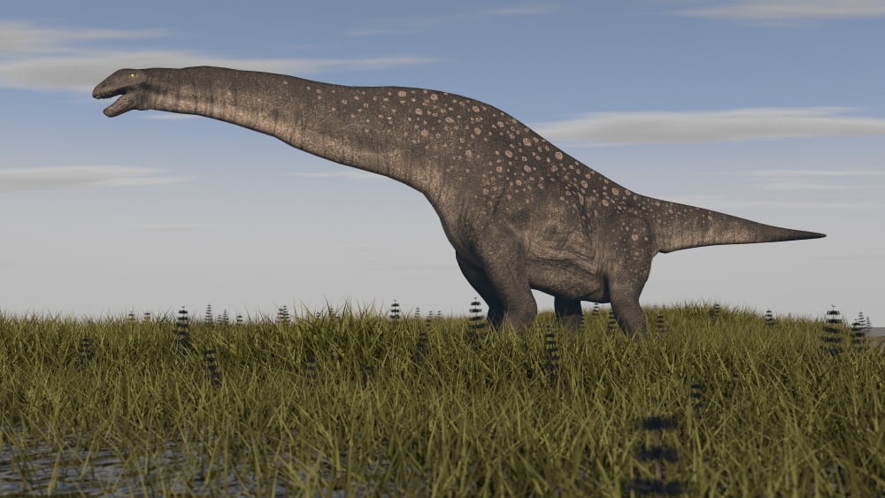 Titanosaurus standing in swamp grassland Canvas Art - Kostyantyn IvanyshenStocktrek Images (19 x 11)