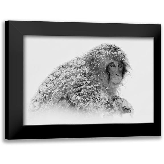 Tjandra, C.S. 18x13 Black Modern Framed Museum Art Print Titled - Snow Monkey
