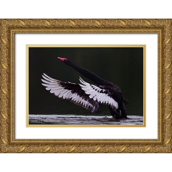 Tjandra, C.S. 18x13 Gold Ornate Wood Framed with Double Matting Museum Art Print Titled - Black Swan