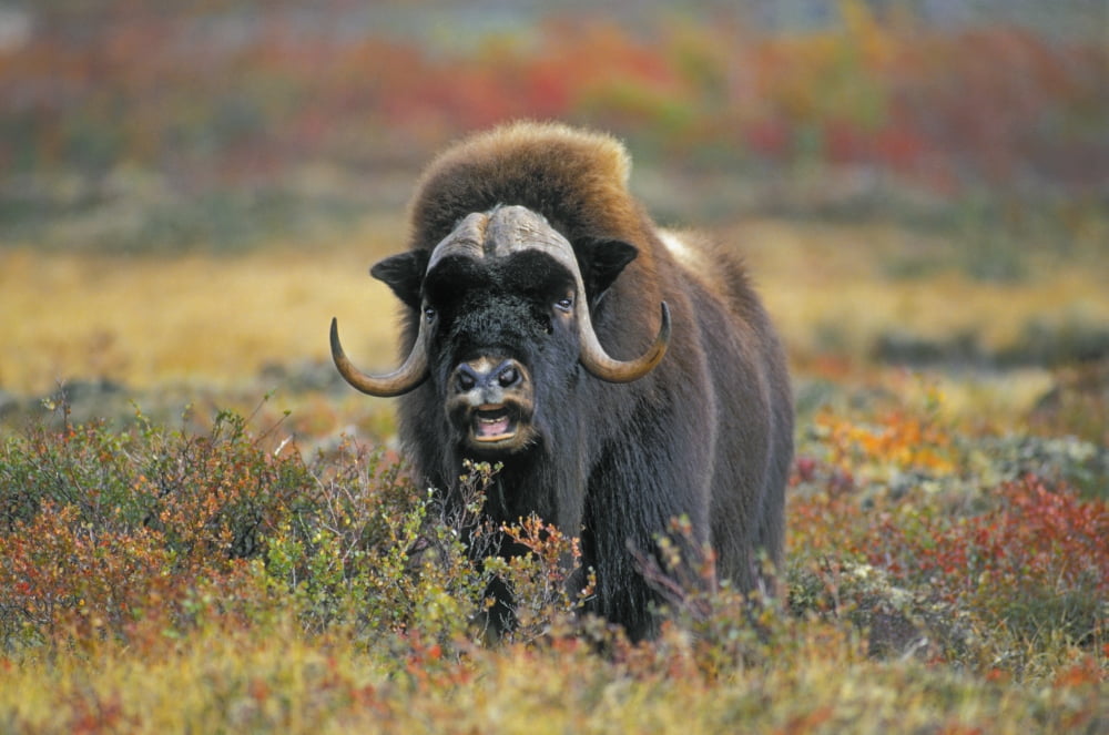 Tk0034 Thomas Kitchin Muskox On Arctic Tundra Northwest Territories Canada Autumn Ovibos Moschatus Canvas Art - Thomas Kitchin & Victoria Hurst Design Pics (17 x 11)