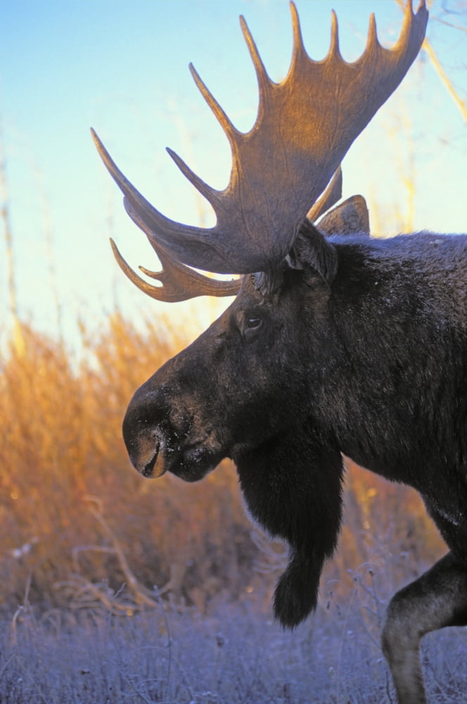 Tk0235 Thomas Kitchin Bull Moose At Dawn Autumn Rocky Mountains Alces Alces Canvas Art - Thomas Kitchin & Victoria Hurst Design Pics (11 x 18)