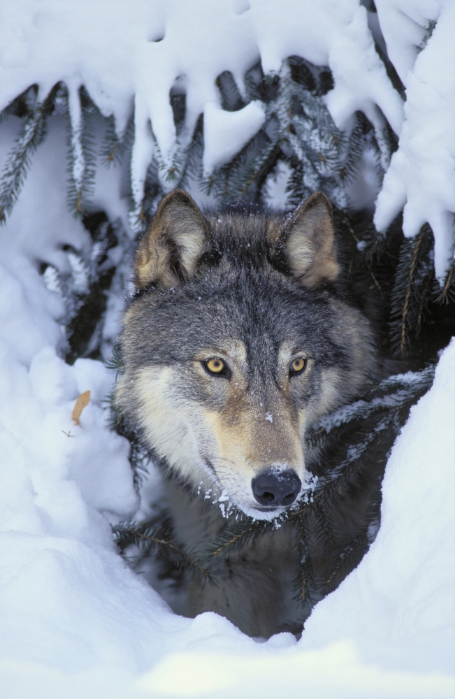 Tk0530 Thomas Kitchin Gray WolfTimber Wolf Winter Rocky Mountains Canis Lupus Canvas Art - Thomas Kitchin & Victoria Hurst Design Pics (11 x 17)