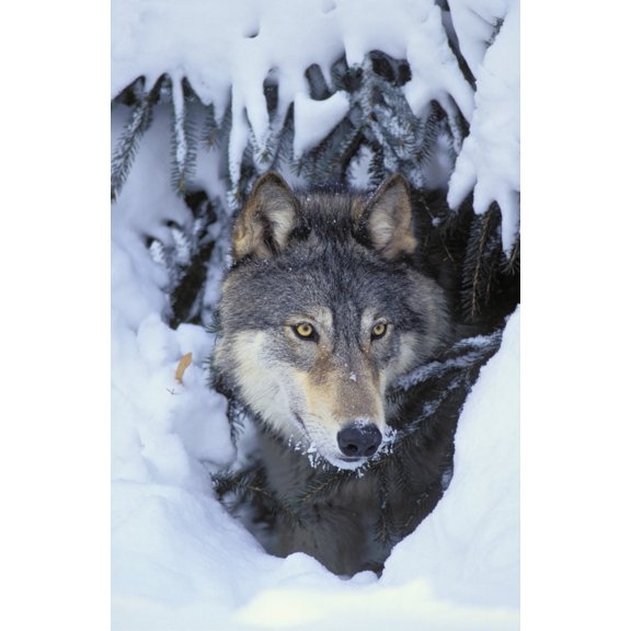 Tk0530 Thomas Kitchin Gray WolfTimber Wolf Winter Rocky Mountains Canis Lupus Canvas Art - Thomas Kitchin & Victoria Hurst Design Pics (22 x 34)