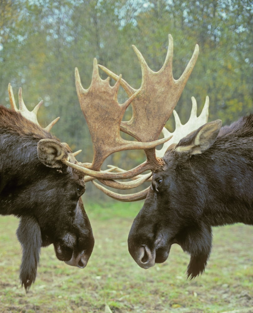 Tk0550 Thomas Kitchin Moose - Dominance Display Autumn Rut Rocky Mountains Alces Alces Canvas Art - Thomas Kitchin & Victoria Hurst Design Pics (12 x 15)