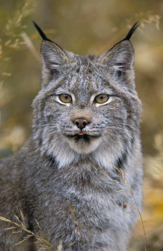 Tk0568 Thomas Kitchin Lynx Autumn Rocky Mountains North America Felis Lynx Canadensis Canvas Art - Thomas Kitchin & Victoria Hurst Design Pics (22 x 34)