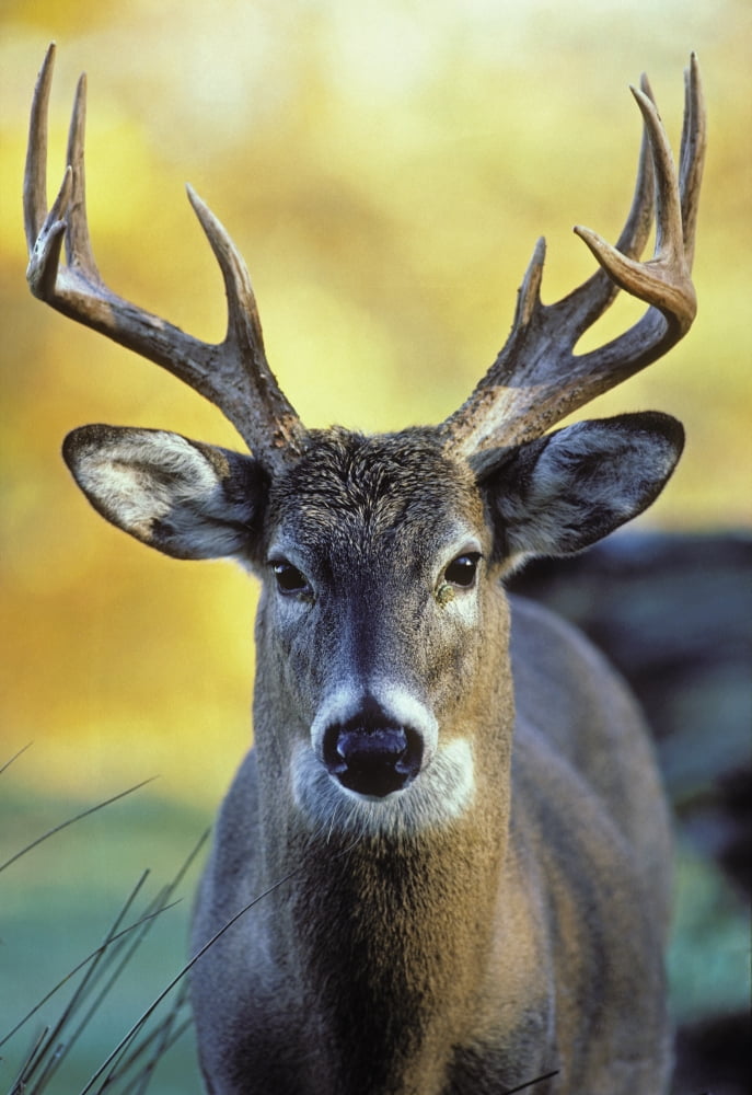 Tk0571 Thomas Kitchin White-Tailed Deer Autumn North America Odocoileus Virginianus Canvas Art - Thomas Kitchin & Victoria Hurst Design Pics (22 x 34)