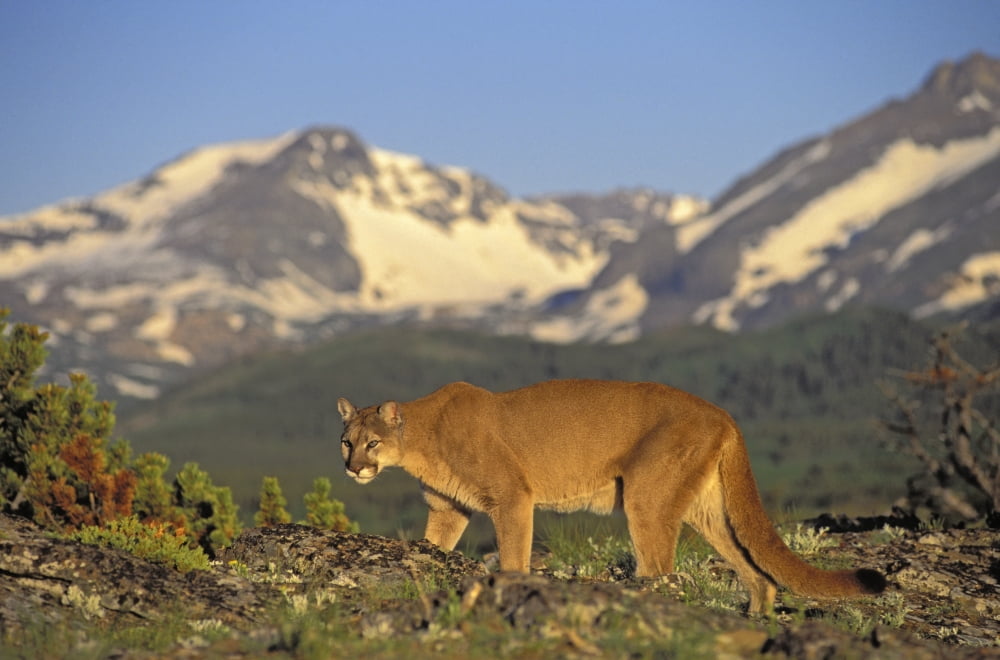 Tk0588 Thomas Kitchin CougarMountain LionPuma Male In Alpine Meadow Summer Rocky Mountains Felis Concolor Canvas Art - Thomas Kitchin & Victoria Hurst Design Pics (17 x 11)